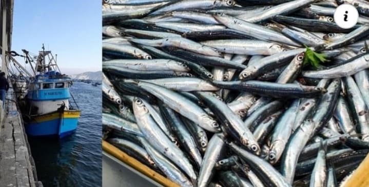 Condenan a dos patrones de lancha por pescar 6 toneladas de anchoveta en zona&nbsp;prohibida