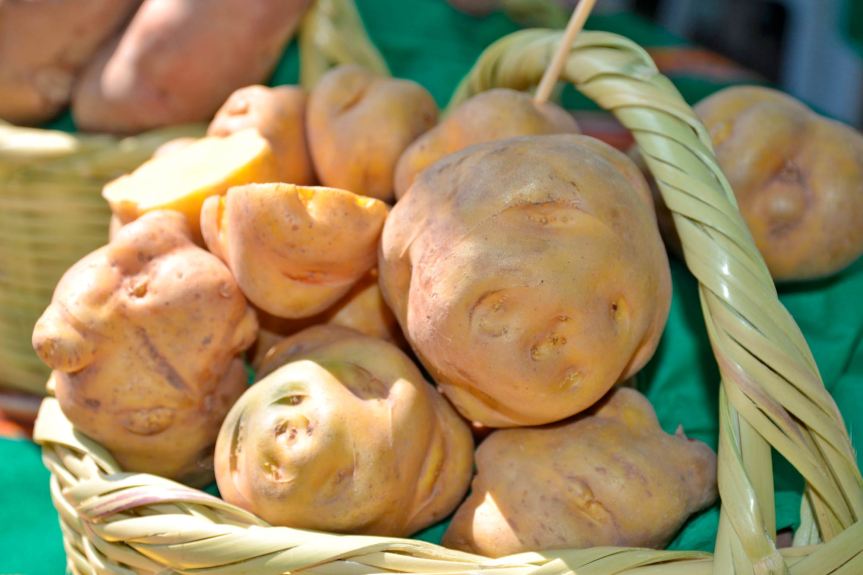 Productores de las 9 provincias participaron del Festival por el Día Nacional de la Papa organizado por el Gore&nbsp;Lima