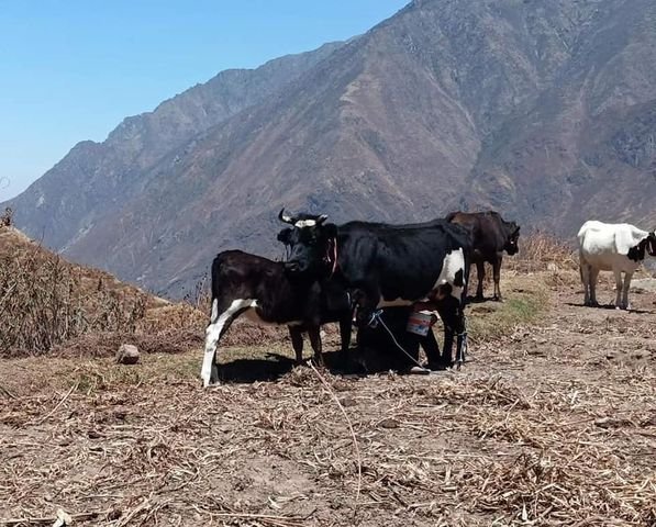 Comuna de Atavillos Alto en búsqueda de facinerosos que han robado el ganado de comuneros de Pásac y&nbsp;Chisque