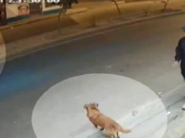 VMT: joven fue atropellado cuando intentaba alimentar a perrito callejero y chofer se da a la&nbsp;fuga