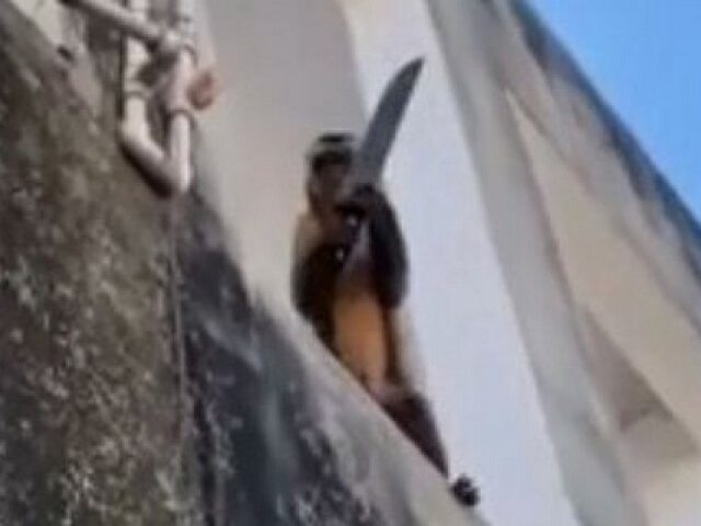 Mono con cuchillo causó pánico en barrio de Brasil: amenazó a vecinos y robó&nbsp;galletas