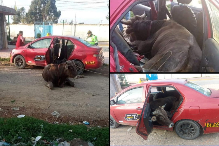 Huancayo: abigeos abandonan taxi donde trasladaban un toro&nbsp;robado