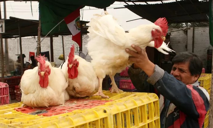Prohíben ferias avícolas y pelea de gallos tras virus influencia&nbsp;H5N1