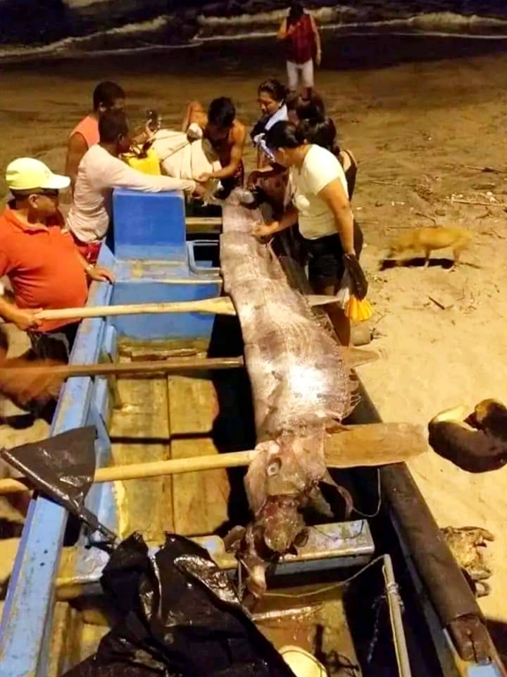 Moquegua: “Pez remo” es hallado varado en una playa de&nbsp;Ilo