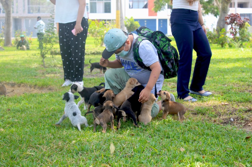 Serenazgo de Huaral rescata cachorritos y ahora buscan&nbsp;hogar