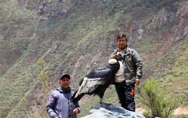 Yauyos: cóndor fue liberado en la reserva paisajística Nor Yauyos&nbsp;Cochas