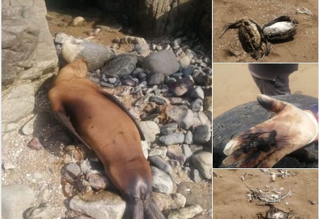 Huacho: animales marinos mueren en playa Punta Salinas por la contaminación de petróleo en el&nbsp;mar