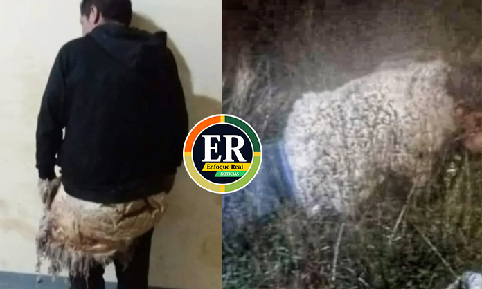Bolivia: reo intentó escapar de la cárcel disfrazado de&nbsp;oveja