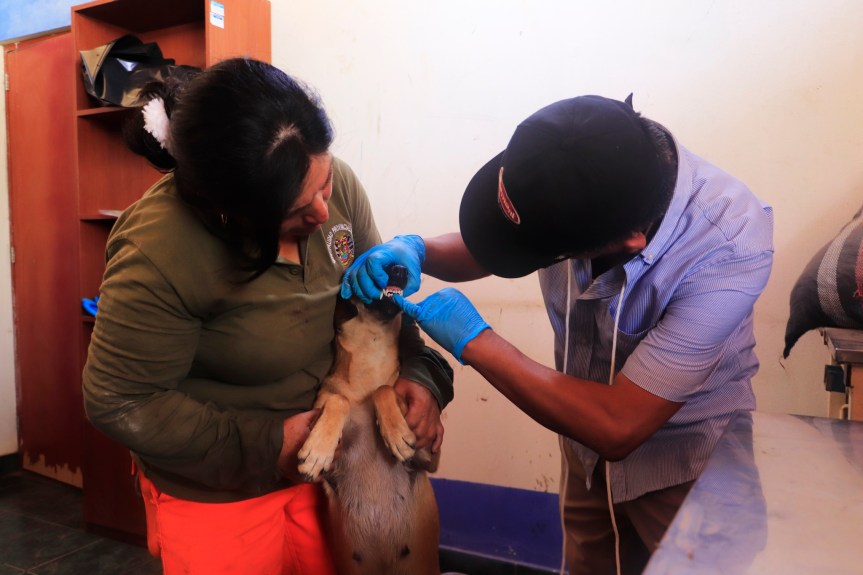 Municipalidad de Huaral continúa brindando atención a canes albergados en Centro Canino&nbsp;Municipal