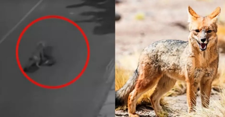 ¡Es su hábitat! Serfor respondió a denuncias de los vecinos de La Molina por presencia de&nbsp;zorros