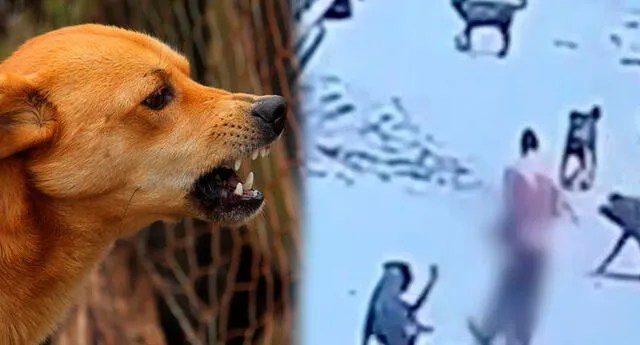 Los perros que mataron a un vigilante en Chiclayo serían&nbsp;sacrificados