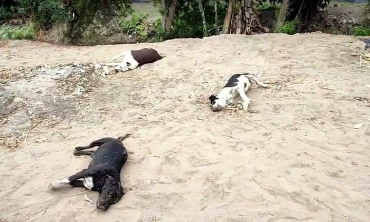 Chancay: Denuncian matanza de cinco perros en el centro poblado de Pampa&nbsp;Libre