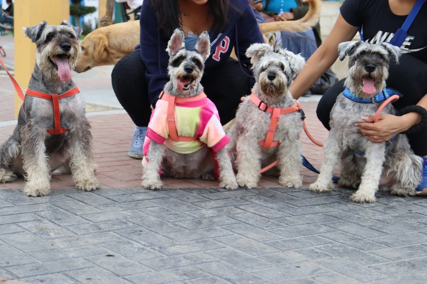 Decenas de canes fueron desparasitados en el marco de la campaña de desparasitación organizado en el parque de la&nbsp;Cultura