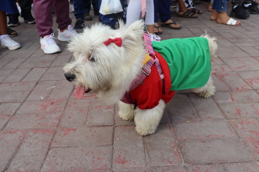 Perrito con camiseta del Unión Huaral ganó el primer lugar del concurso de Disfraces&nbsp;Canino