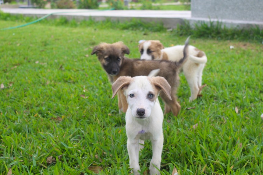 Seis hermosos cachorritos esperan un hogar en el Centro Canino&nbsp;Municipal
