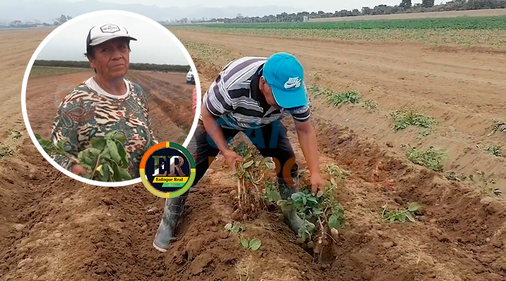 Agricultores cañetanos destruyen ciento de hectáreas por plaga y cambio climático, pérdidas asciende a s/. 20&nbsp;millones