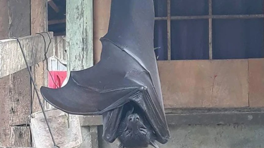 El murciélago de tamaño humano que genera polémica en las&nbsp;redes
