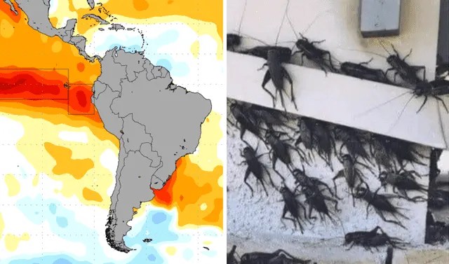 Fenómeno El Niño: 5 plagas amenazan con afectar la costa y sierra del Perú: ¿cuáles&nbsp;son?
