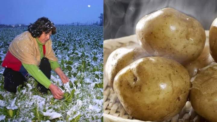 Precio de la papa podría subir hasta el 150% por las&nbsp;heladas