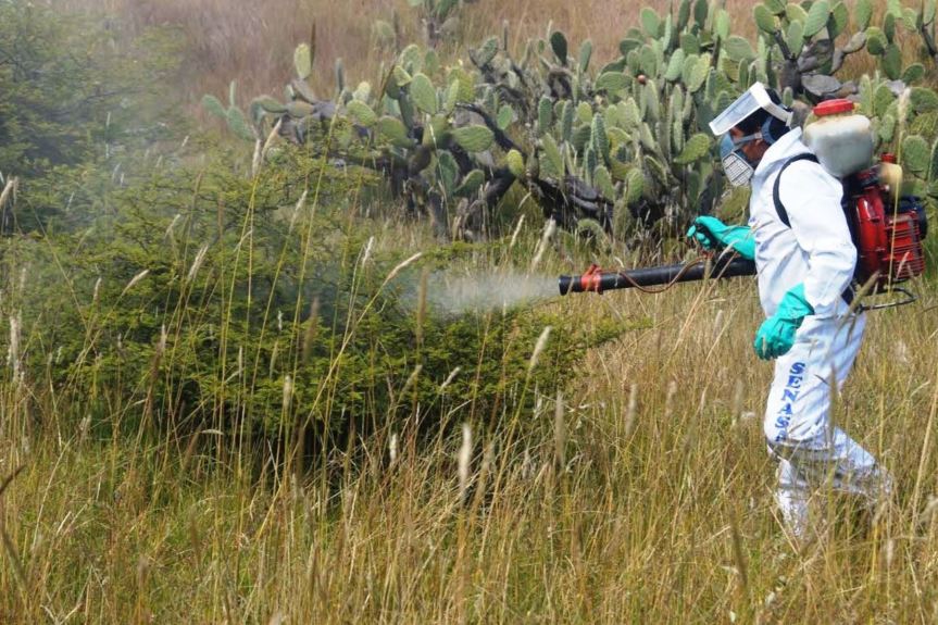 Cinco plagas amenazan a Lima y al sur del país debido al Fenómeno de El Niño, advierte&nbsp;Senasa