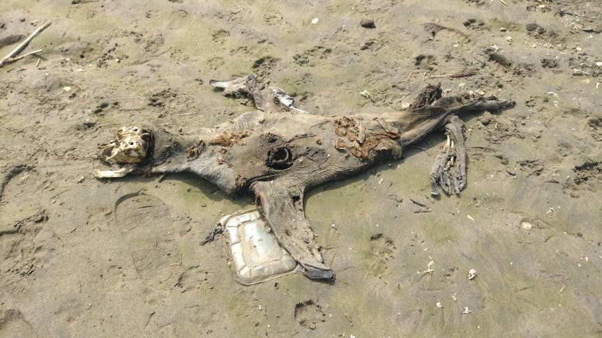 Playa Chacra y Mar presentaría rastros de hidrocarburo afirma&nbsp;Fiscalía