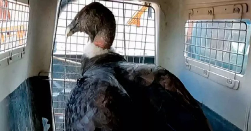 Apurímac: Serfor rescata a cóndor andino que fue arrastrado por alcade de Coyllurqui en desfile por Fiestas&nbsp;Patrias