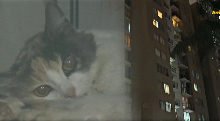 Cercado de Lima: gatita es lanzada en bolsa desde el piso 13 de condominio y termina en estado&nbsp;crítico