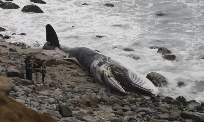 actualidad-punta-hermosa-ballena-muerta-playa-senoritas-trasladada ...