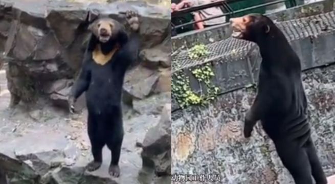 Zoológico de China niega que sus osos sean humanos&nbsp;disfrazados