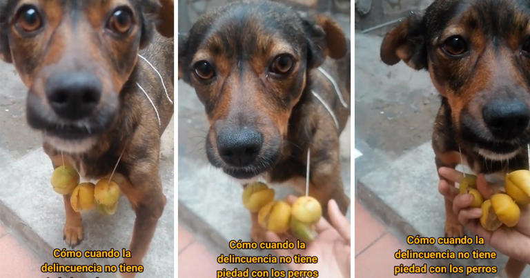 Peruano deja a su perro en la calle con collar de limones y sucede lo peor: «El verdadero gota a&nbsp;gota»