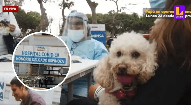 Arequipa: confirman primer caso de rabia humana en la región desde el&nbsp;2015