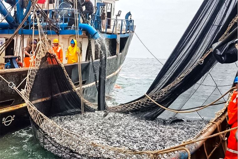 Autorizan pesca exploratoria de anchoveta con embarcaciones de&nbsp;cerco
