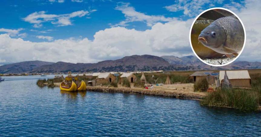 Pescadores desconcertados tras encontrar pez depredador africano en el lago&nbsp;Titicaca