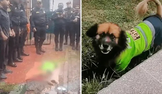 Policías despiden y rinden honores en Puno a can ‘Chatito’: «Nos acompañó en la&nbsp;pandemia»