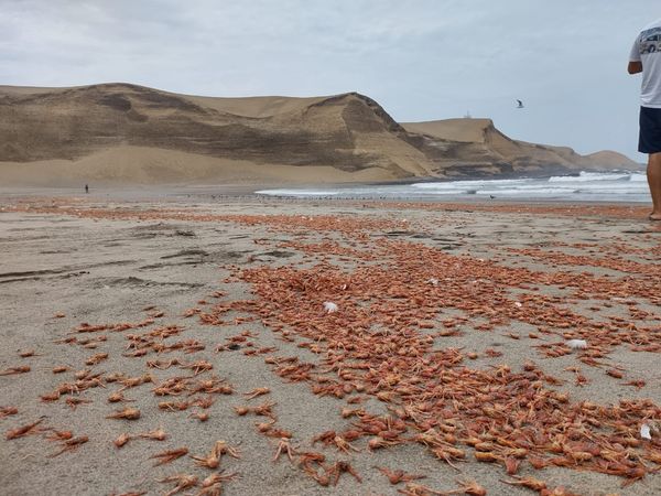 Barranca: Cientos de langostinos varan en playa de Supe&nbsp;Puerto