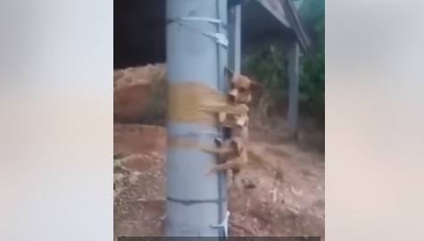 Sujeto pegó con cinta adhesiva a perrito en poste de luz por que hacia sus necesidades en la puerta de su&nbsp;vivienda