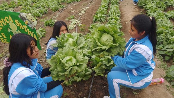 Aucallama: Institución educativa «José Olaya» implementa&nbsp;biohuertos