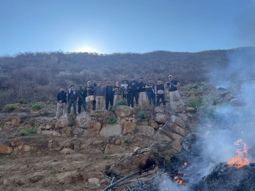 Incineran y destruyen 6 mil plantones de marihuana en caserío de Santa Rosa, sierra de&nbsp;Huaral