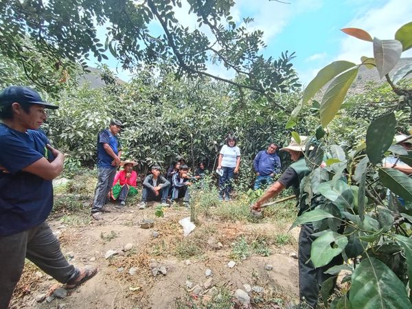 Se brindó asistencia técnica a productores del valle de Huaycho – Ihuari para el cultivo adecuado del&nbsp;palto