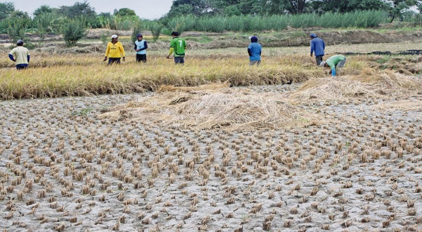 Piura solo tiene agua para un mes: agricultores de arroz advierten pérdidas por 10 millones de soles y desabastecimiento