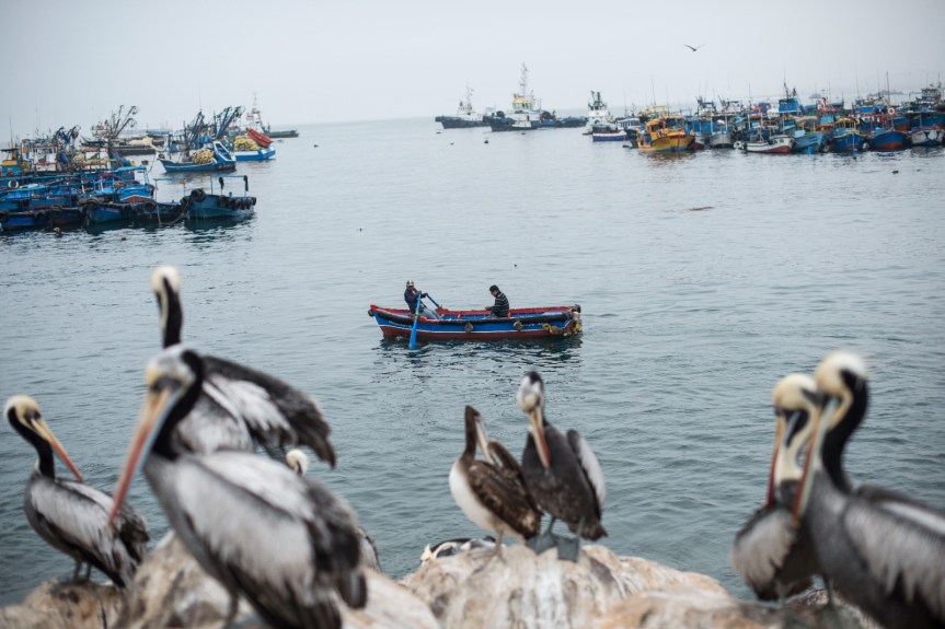 PRODUCE otorga 1 millón de soles a 0% de interés para pescadores artesanales afectados por oleajes&nbsp;anómalos