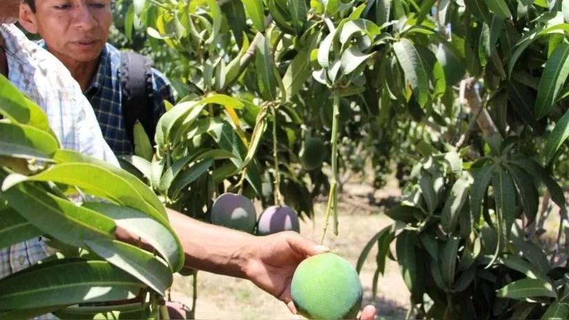 Agricultores en Piura optan por dejar malograr sus cultivos de mango ante escasa&nbsp;demanda