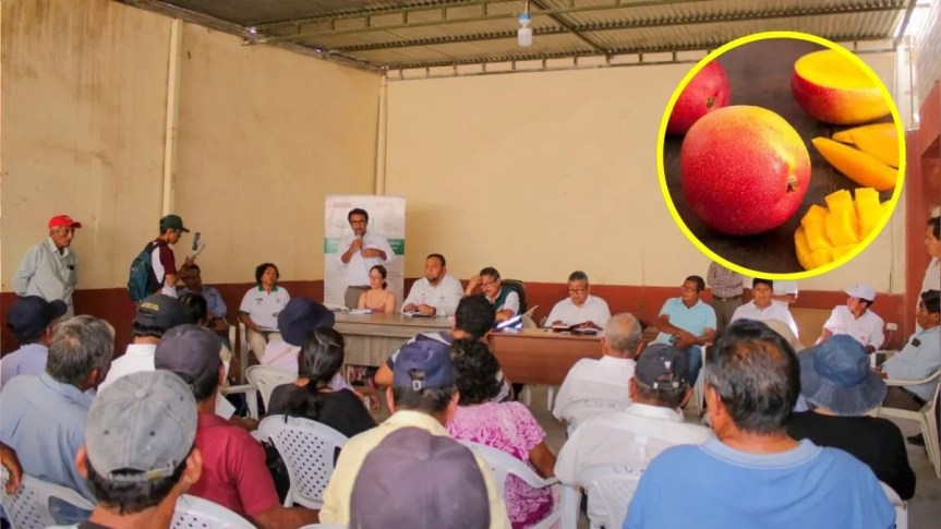 Lambayeque: Midagri se reunió con productores de mango ante advertencia de arrojar más de 100 toneladas de esta fruta a la&nbsp;carretera