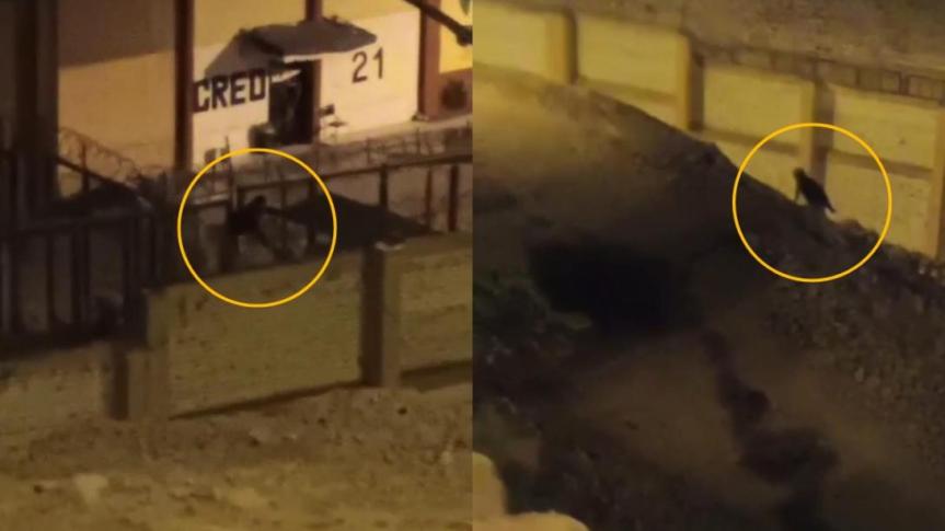 SJL: recluso trepa muro y huye del penal de&nbsp;Lurigancho