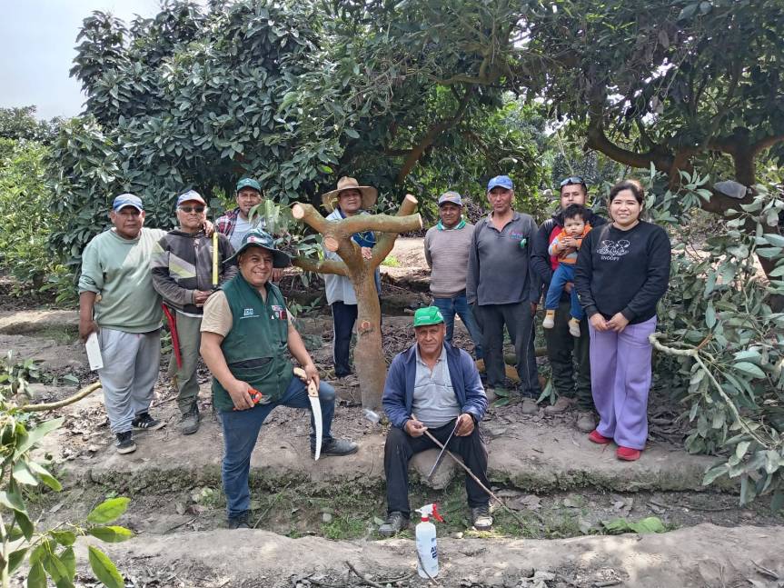 Productores de Jecuan agradecen por el apoyo de Colquisiri para mejorar su producción de&nbsp;palta