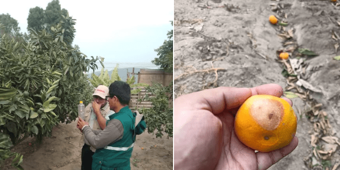 Sub Gerencia de Desarrollo Agropecuario y Turismo refuerza acciones de supervisión fitosanitaria en&nbsp;Aucallama